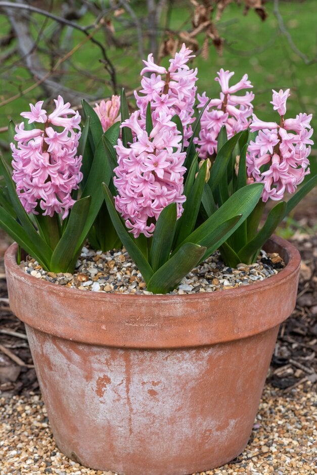 Hyacinthus orientalis &Anna Marie& hyacinth &Anna Marie& Bulbs/RHS