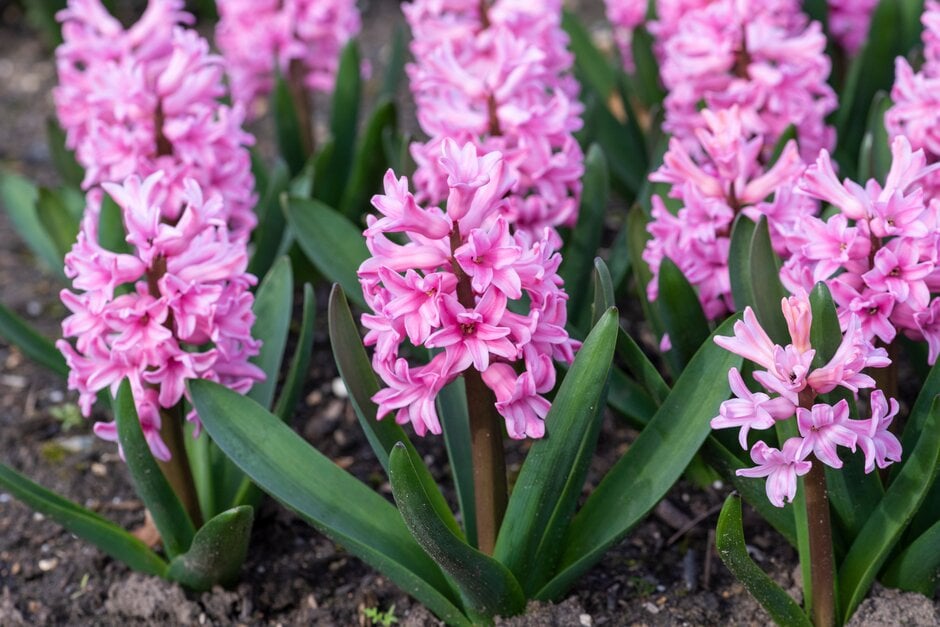 <i>Hyacinthus</i> <i>orientalis</i> 'Happy'