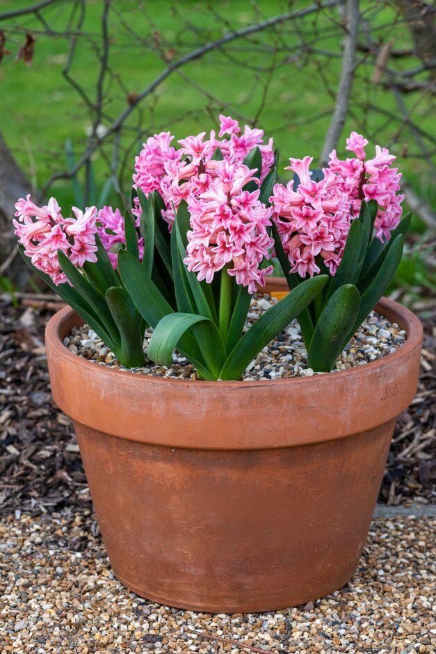 <i>Hyacinthus</i> <i>orientalis</i> 'Happy'