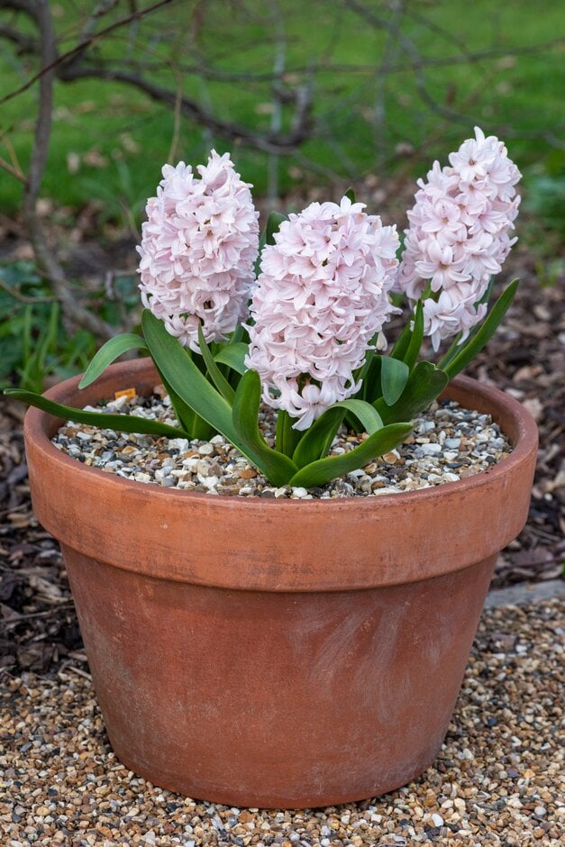 hyacinth 'China Pink'
