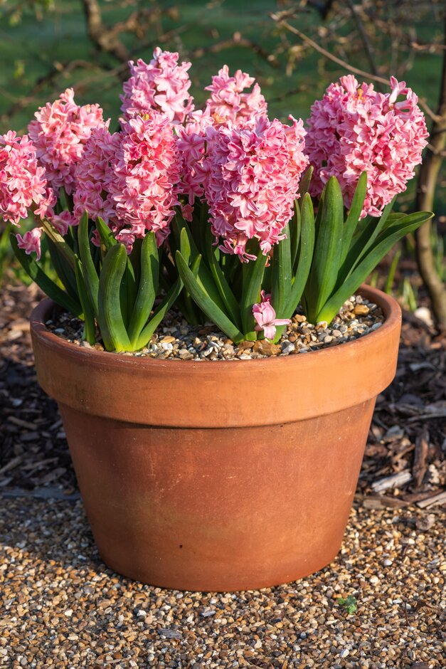 <em>Hyacinthus</em> <em>orientalis</em> 'Sweet Invitation'