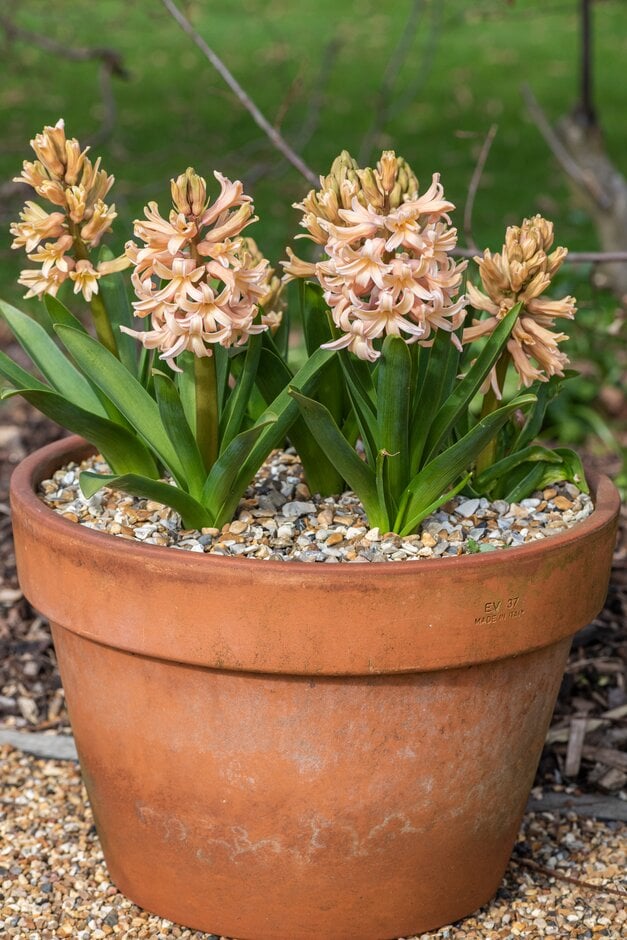 <em>Hyacinthus</em> <em>orientalis</em> 'Orange Lion'