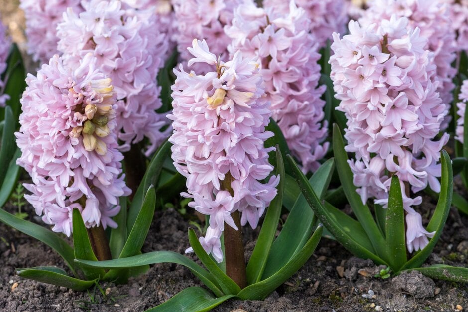 Hyacinthus orientalis &Apricot Passion& hyacinth &Apricot Passion