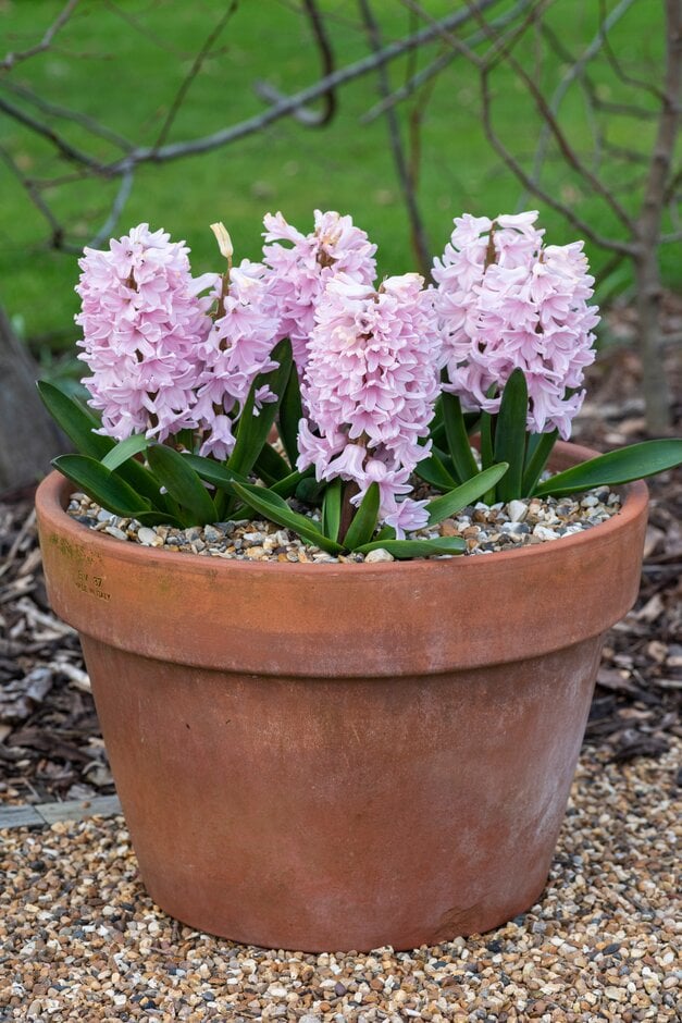 hyacinth 'Apricot Passion'