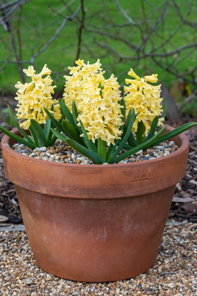 <em>Hyacinthus</em> <em>orientalis</em> 'Yellowstone'