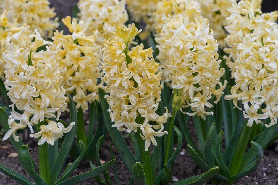 hyacinth 'Yellow Queen'