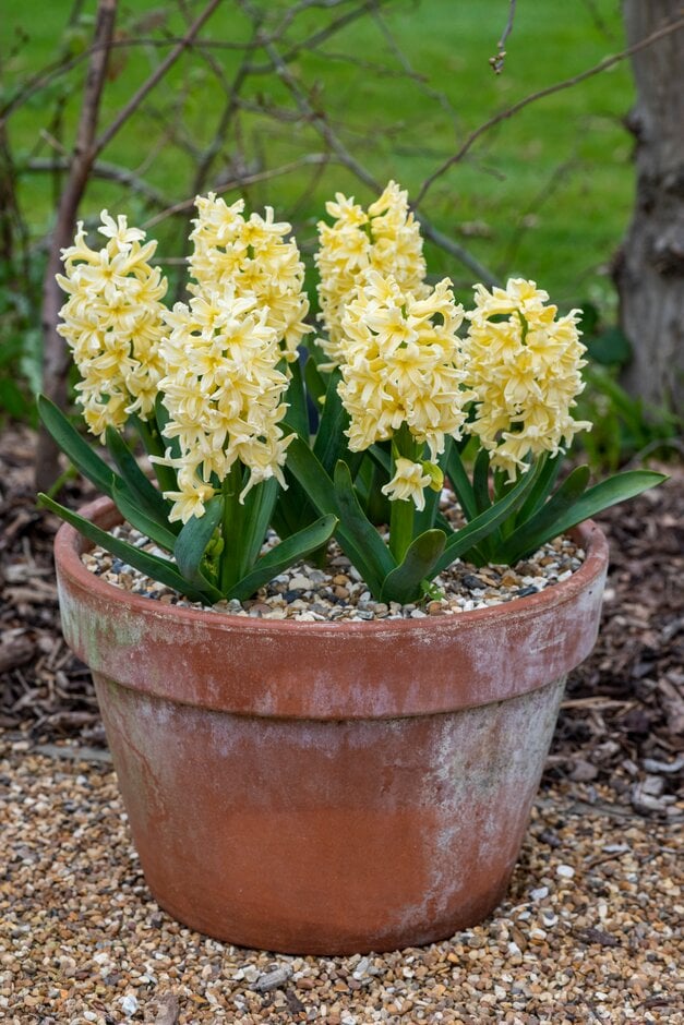 hyacinth 'Yellow Queen'