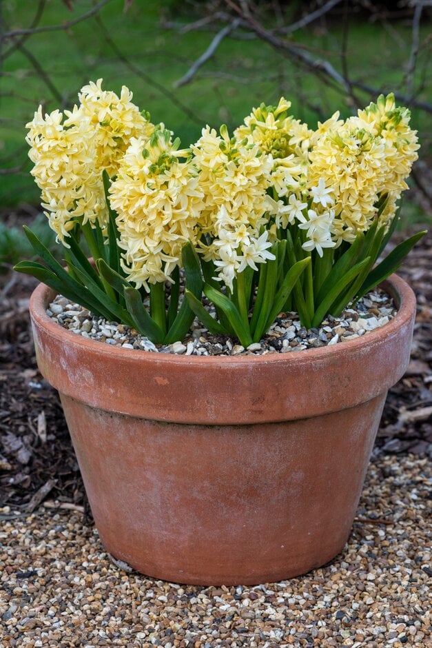 <em>Hyacinthus</em> <em>orientalis</em> 'Bon Bini'