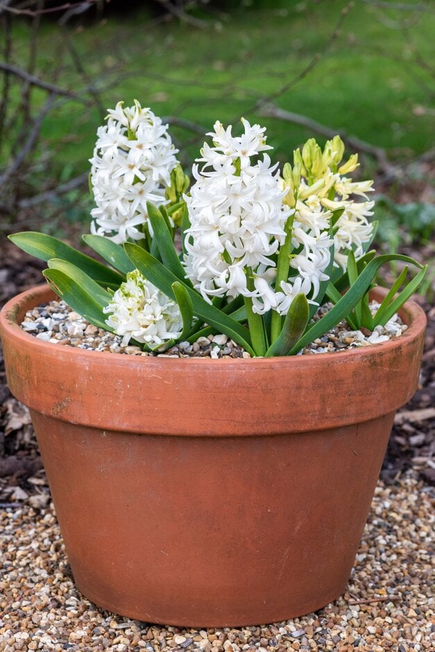 hyacinth 'White Pearl'