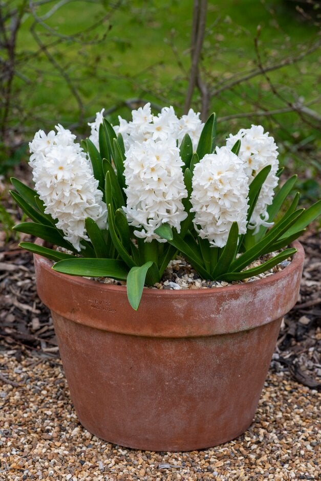 hyacinth 'Fairly'