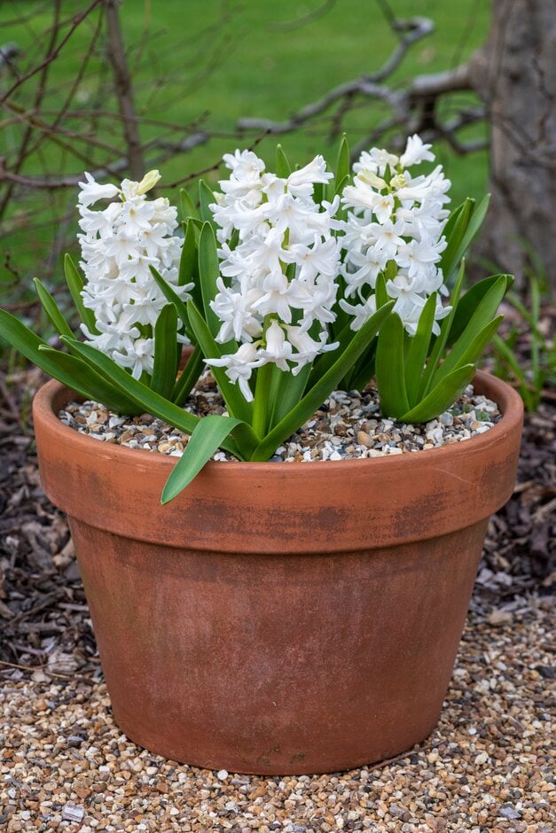 hyacinth 'Aiolos'
