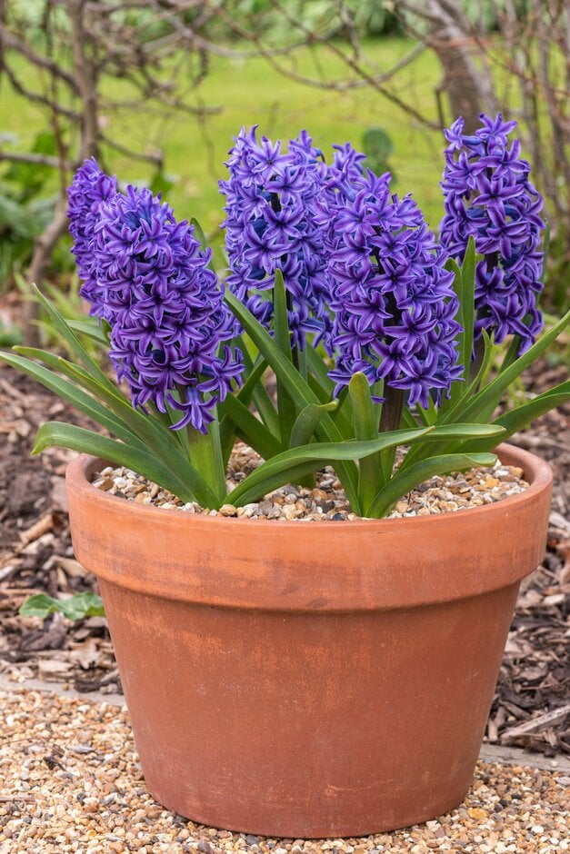 hyacinth 'Blue Jacket'