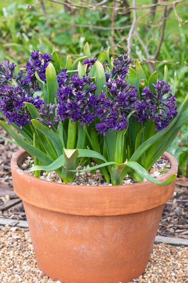 Hyacinthus orientalis &Twin Pearl&PBR hyacinth &Twin Pearl& Bulbs/RHS
