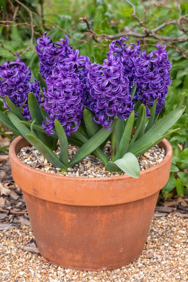 <em>Hyacinthus</em> <em>orientalis</em> 'Blue Angel'