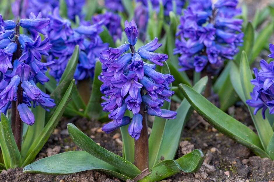 Hyacinthus orientalis &Blue Trophy& | Bulbs/RHS