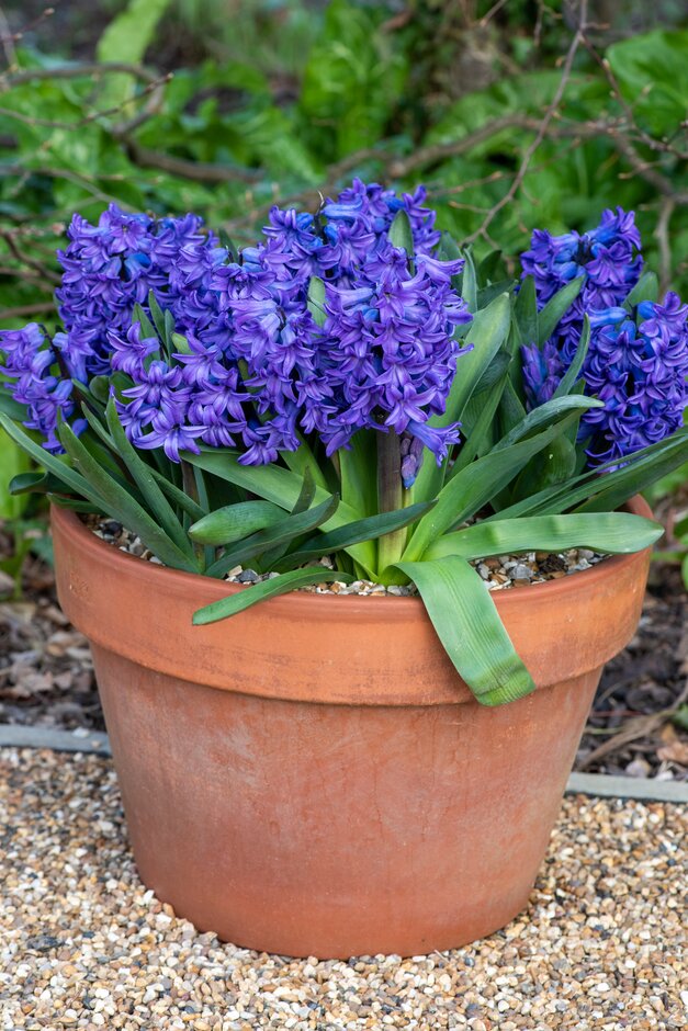 <em>Hyacinthus</em> <em>orientalis</em> 'Blue Trophy'