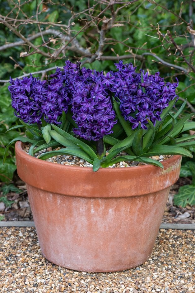 <em>Hyacinthus</em> <em>orientalis</em> 'Ocean Delights'