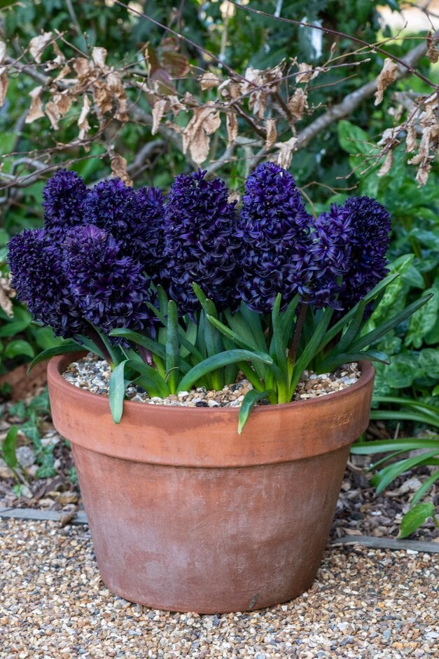 hyacinth 'Midnight Mystique'