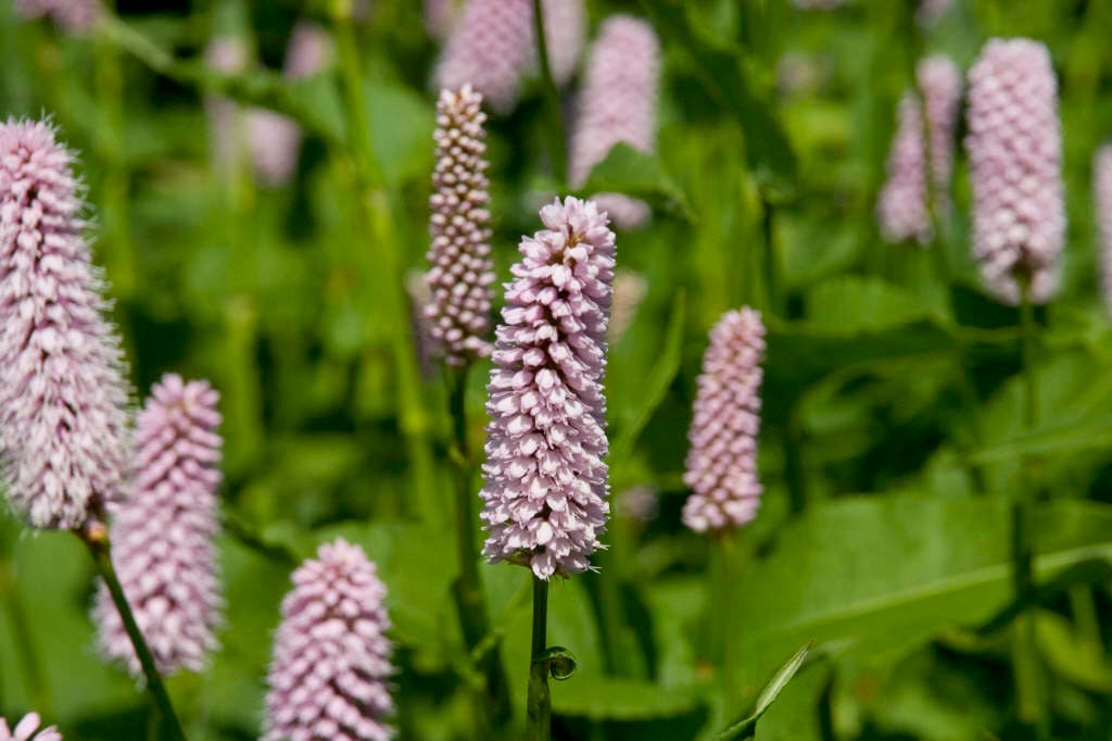 Persicaria Bistorta Superba