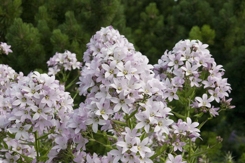 milky bellflower 'Loddon Anna'