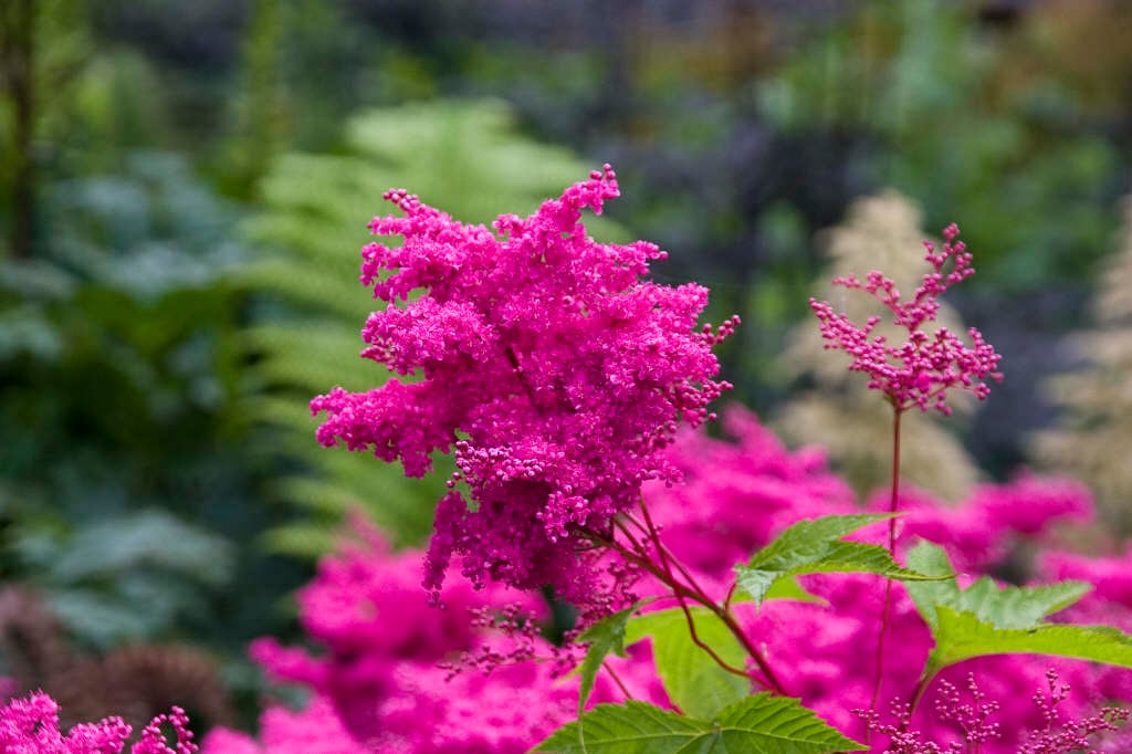 purple meadowsweet