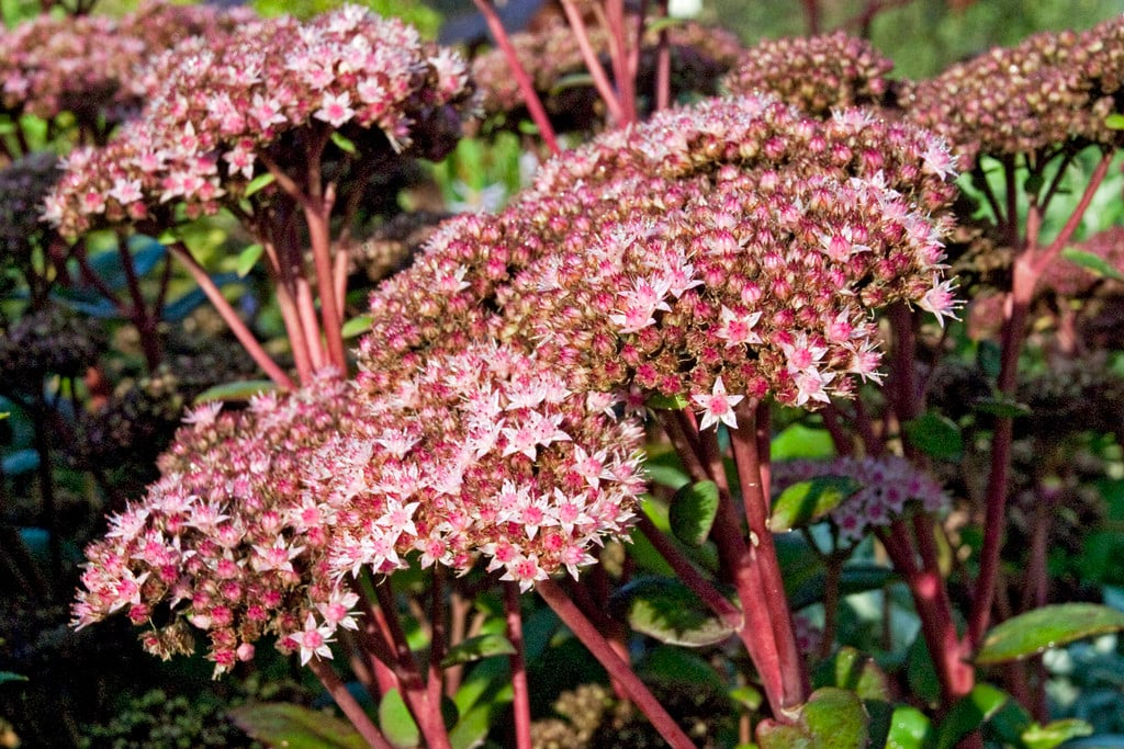 Sedum 'Matrona'