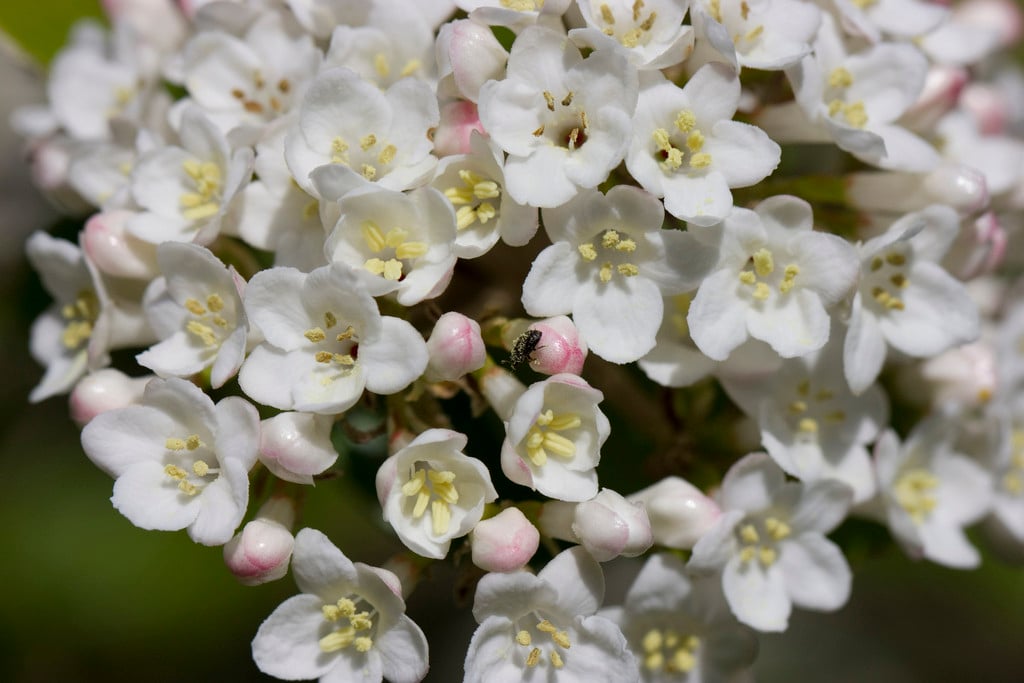 arrowwood 'Chenaultii'