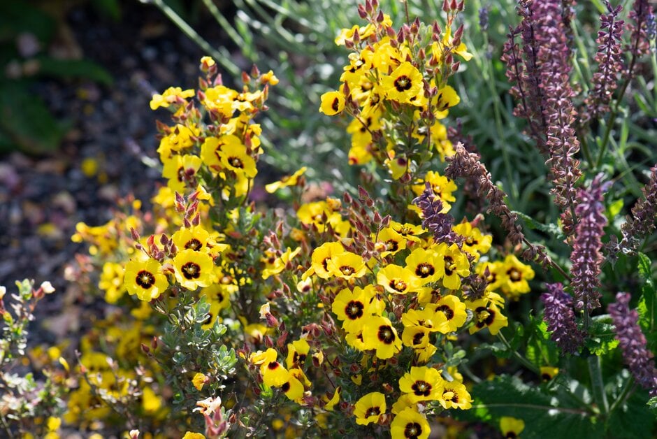 rock rose 'Susan'