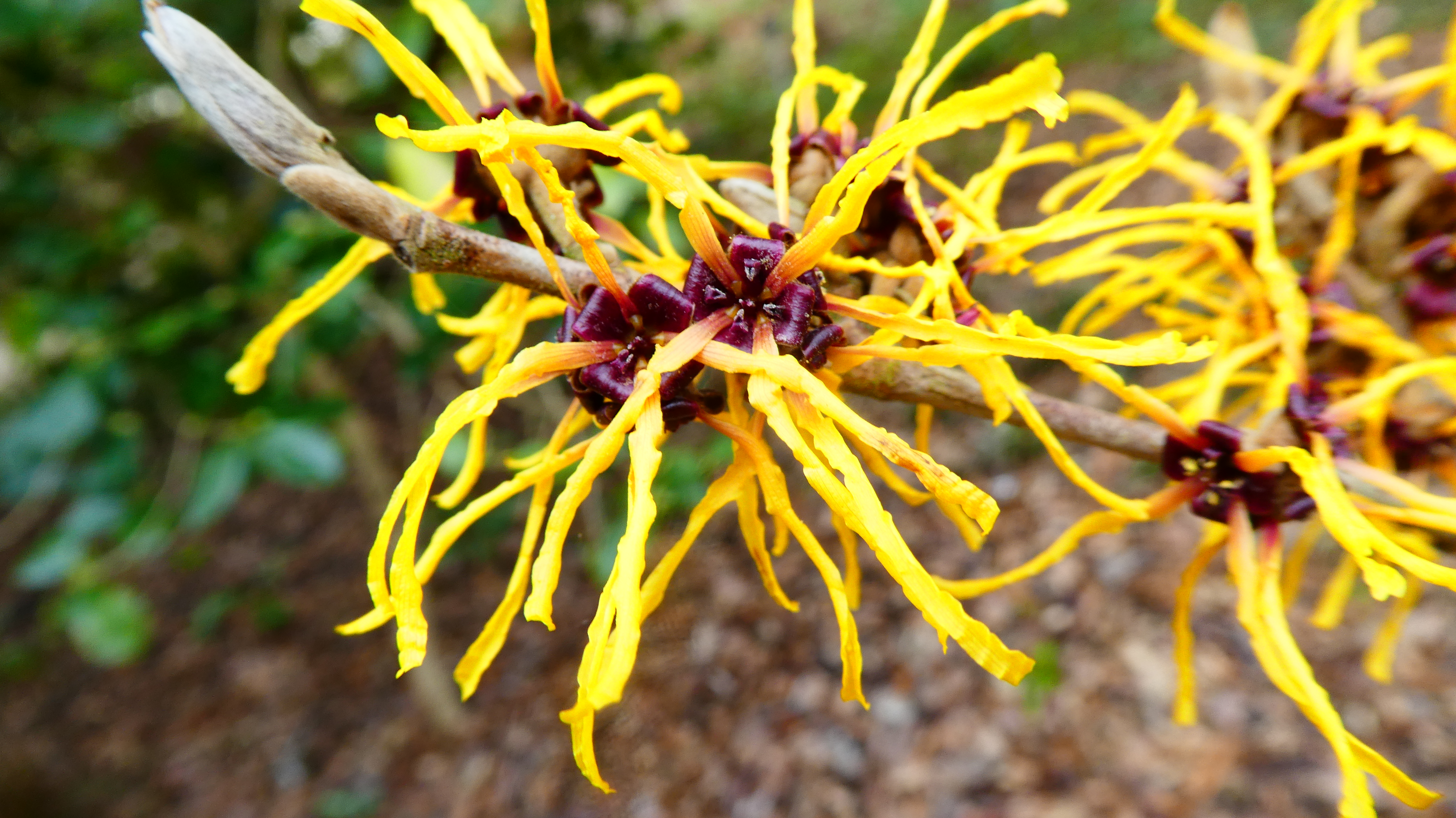witch hazel 'Nina'
