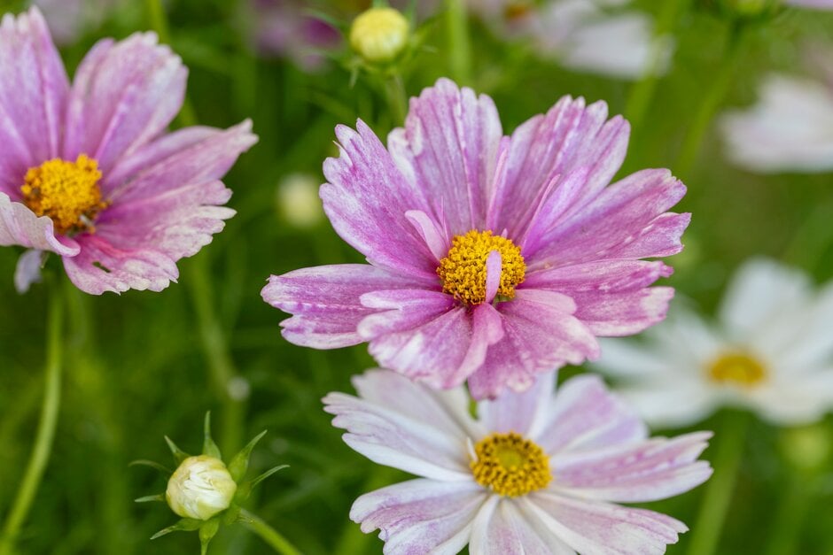 cosmea 'Pink Mosaic'