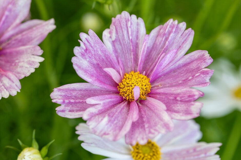 cosmea 'Pink Mosaic'