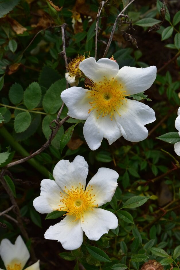 rose 'Happenstance'