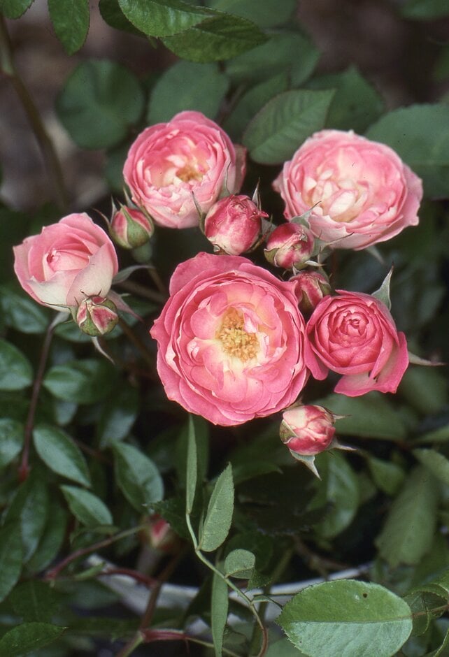 rose 'Happy Memories'