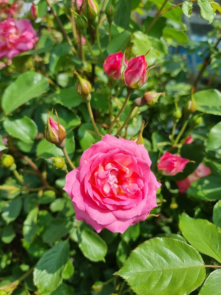 rose 'Happy Memories'