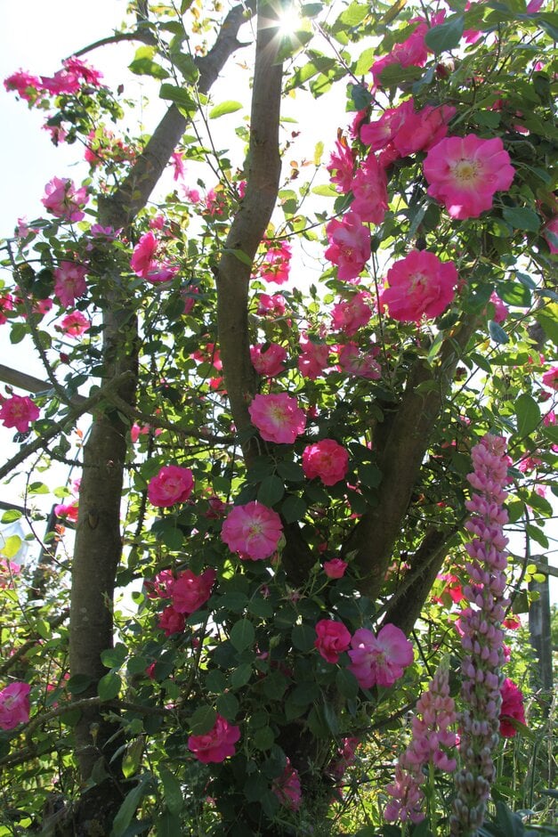 rose 'Harry Maasz'