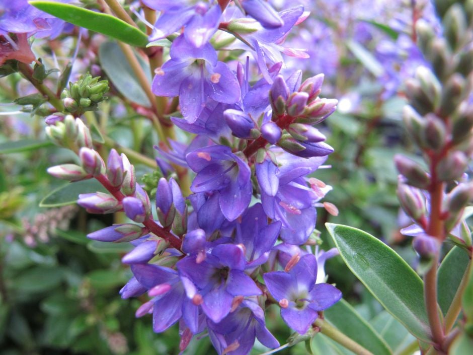 hebe [Garden Beauty Blue]