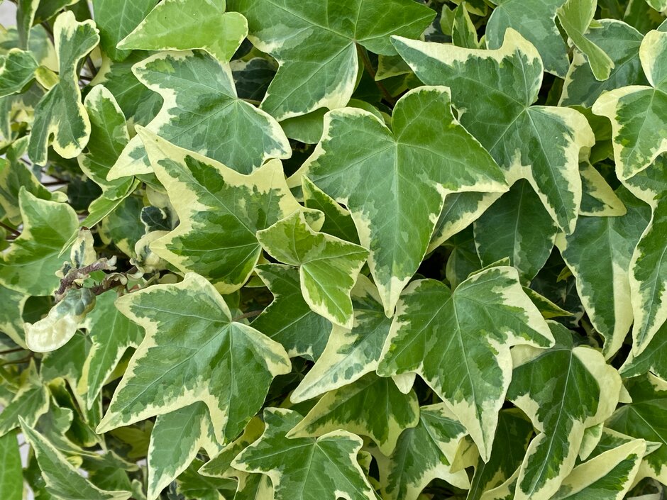 ivy 'Ceridwen'