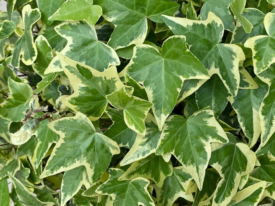 ivy 'Ceridwen'