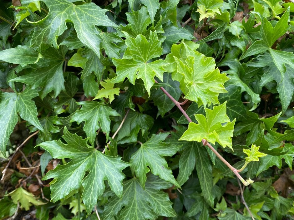 ivy 'Lalla Rookh'