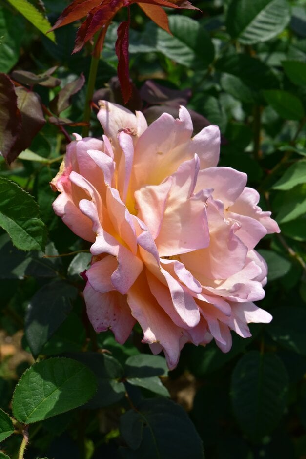rose 'Helen Traubel'