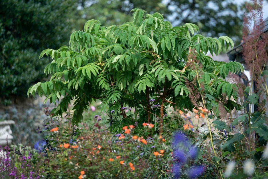 <i>Hagenia</i> <i>abyssinica</i>