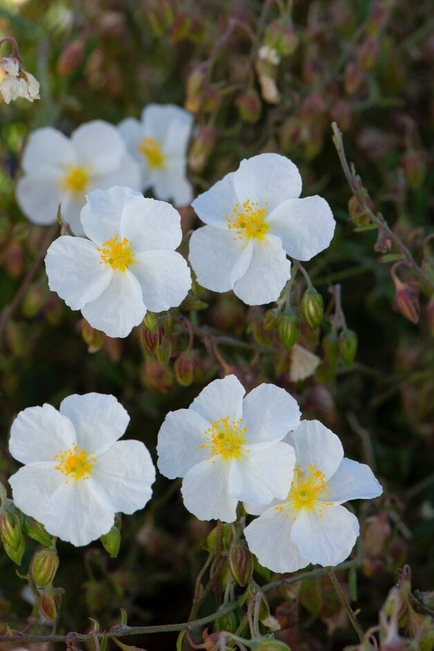 rock rose 'Wisley White'