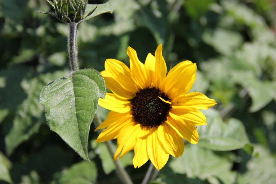 sunflower 2本 Sunflower – Endeavor2Draw