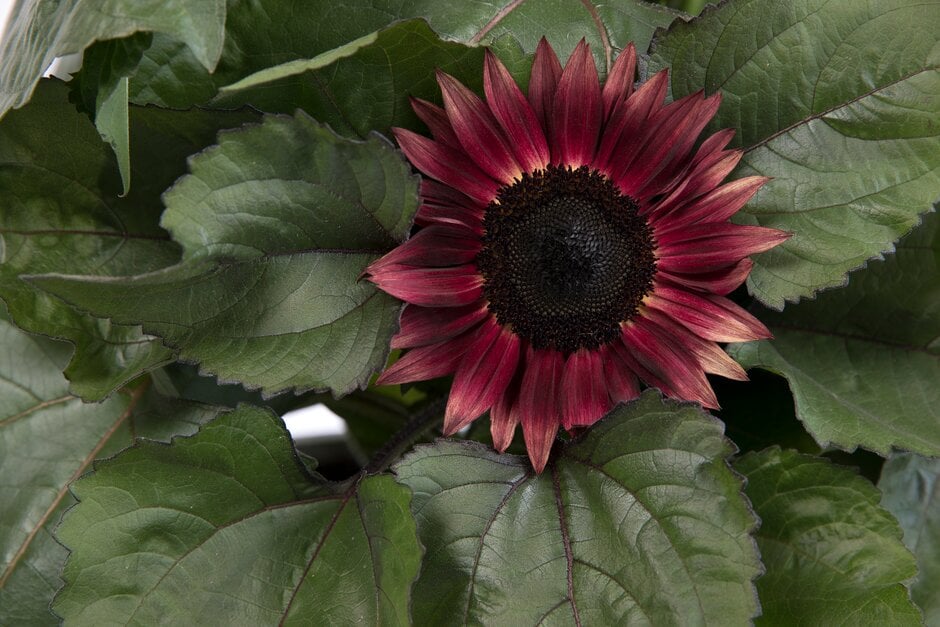 sunflower 'Desire Red'