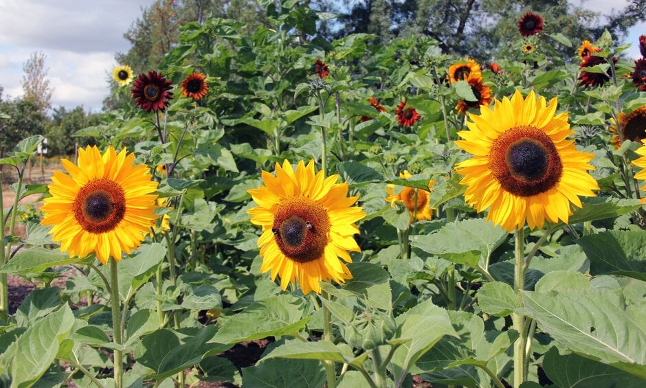 sunflower 'Ronnie'