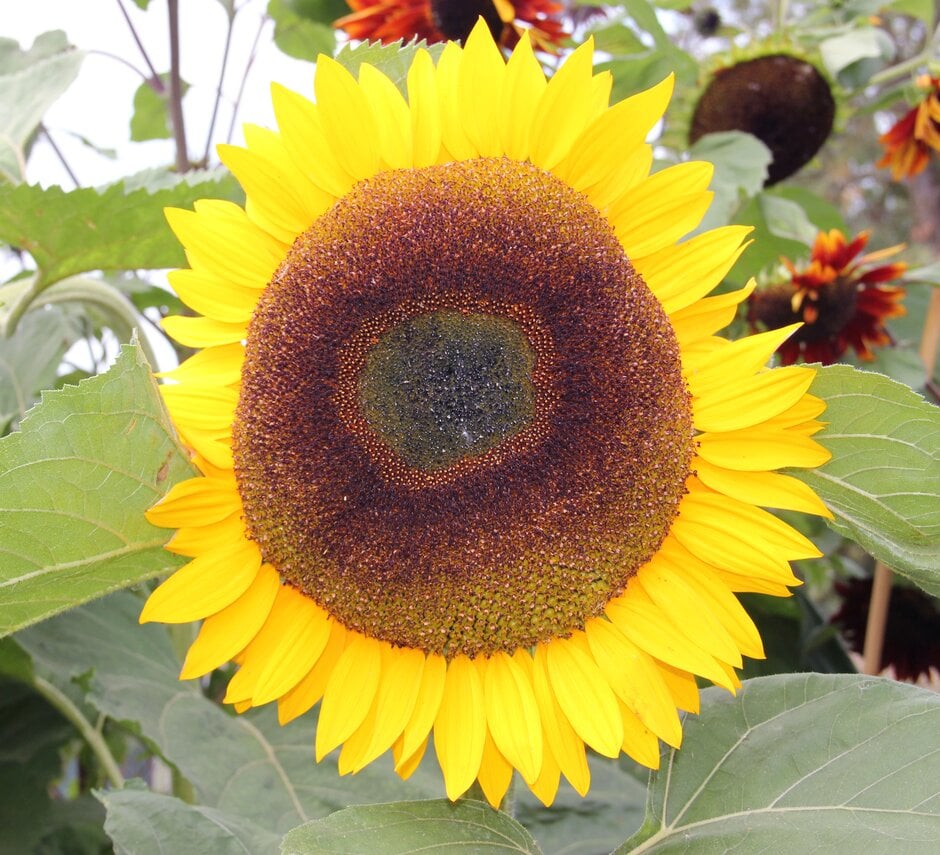sunflower 'Sunbright'