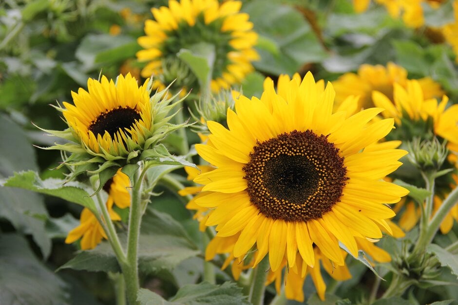 sunflower 'Waooh!'