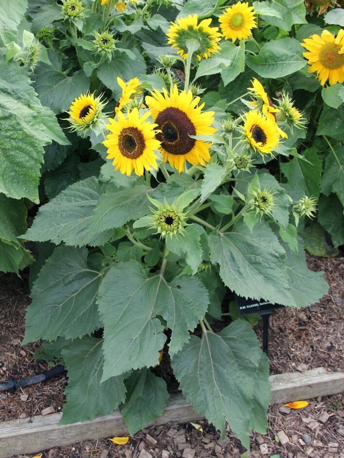 sunflower 'Waooh!'