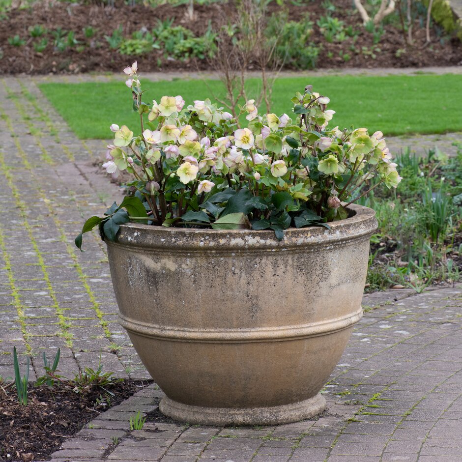 hellebore [HGC Ice N' Roses Picotee]