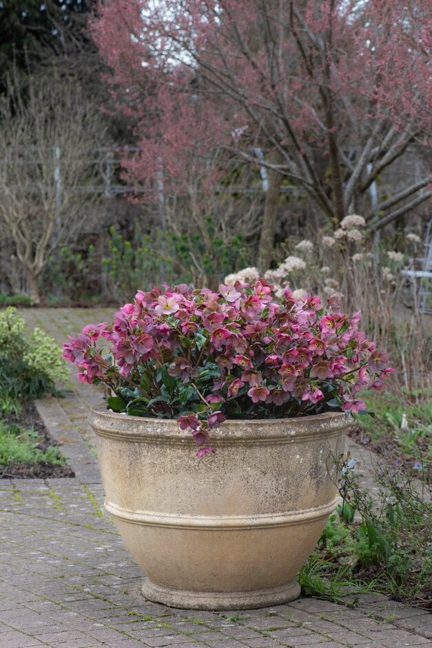 hellebore [HGC Ice N' Roses Red]